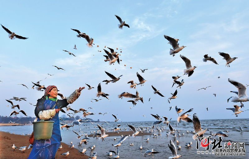 北戴河“海鷗媽媽”每天自費喂食千只海鷗 北戴河“海鷗媽媽”每天自費喂食千只海鷗